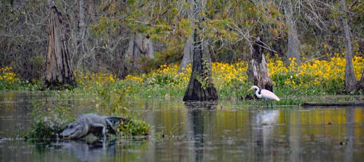 gator and egret